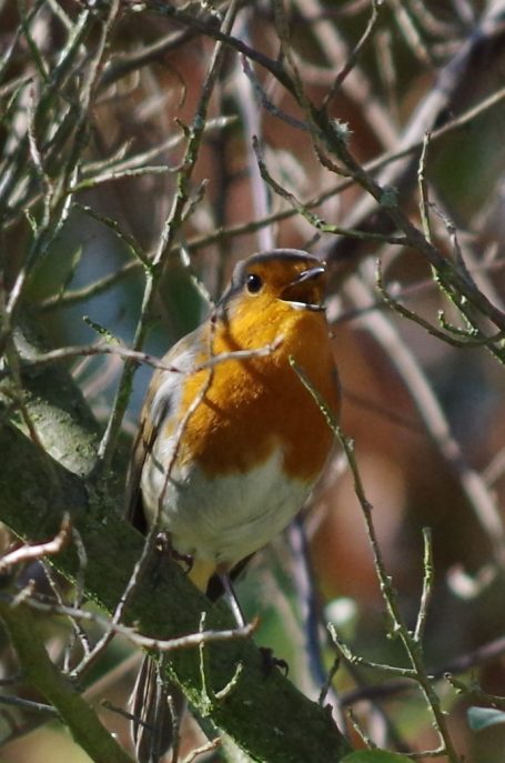 Il annonce le printemps