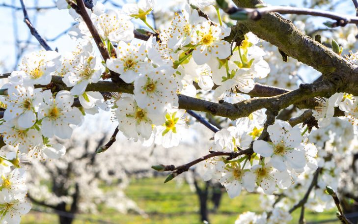 Prunier en fleurs printemps