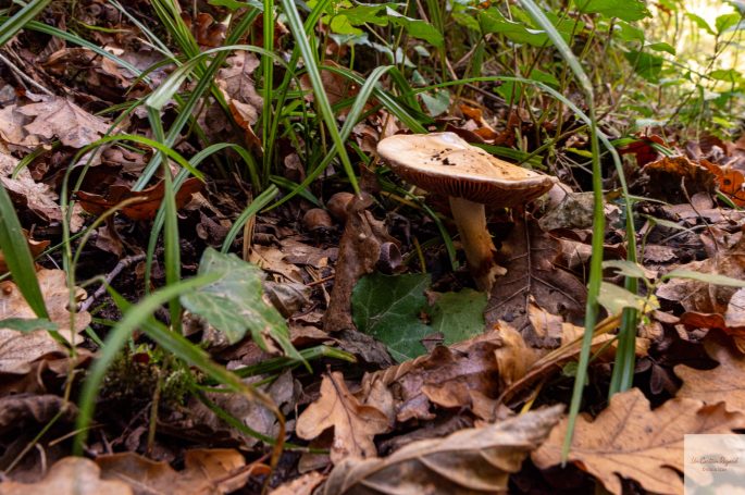 champignon