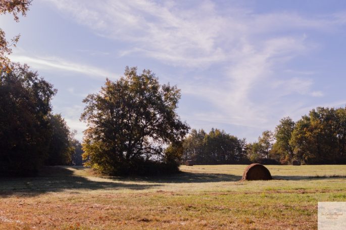 paysage automnal