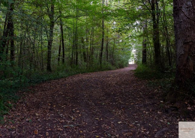 allée cavalière